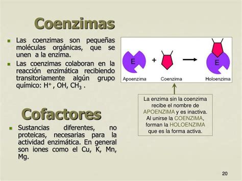 coenzimas que son